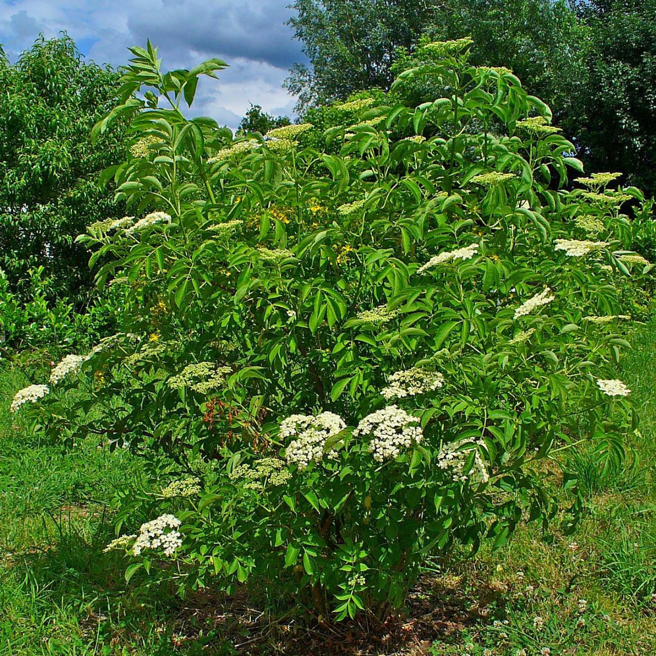 American Elderberry Bush - Northern Ridge Nursery