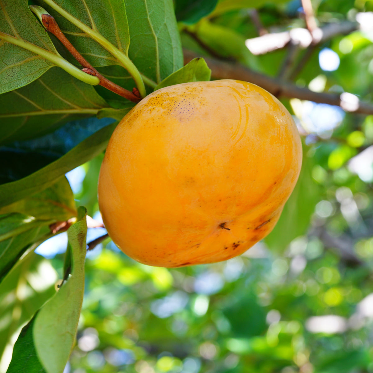 Buy Trees and Shrubs Online -American Persimmon Tree (18-24 Inches) - Northern Ridge Nursery