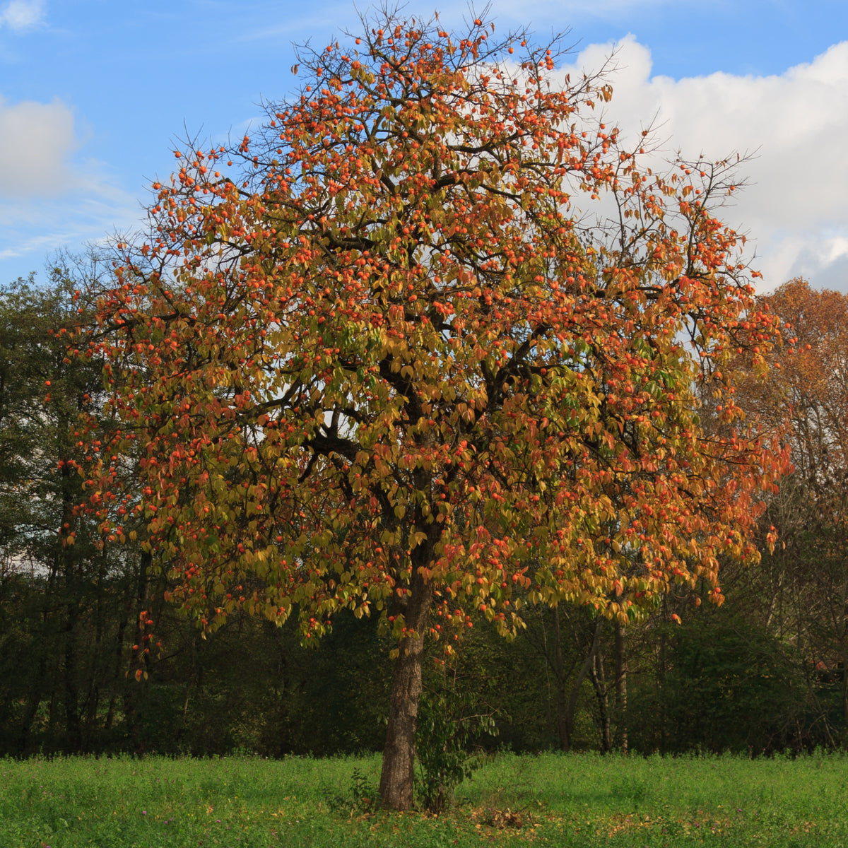 Persimmon Tree - Northern Ridge Nursery