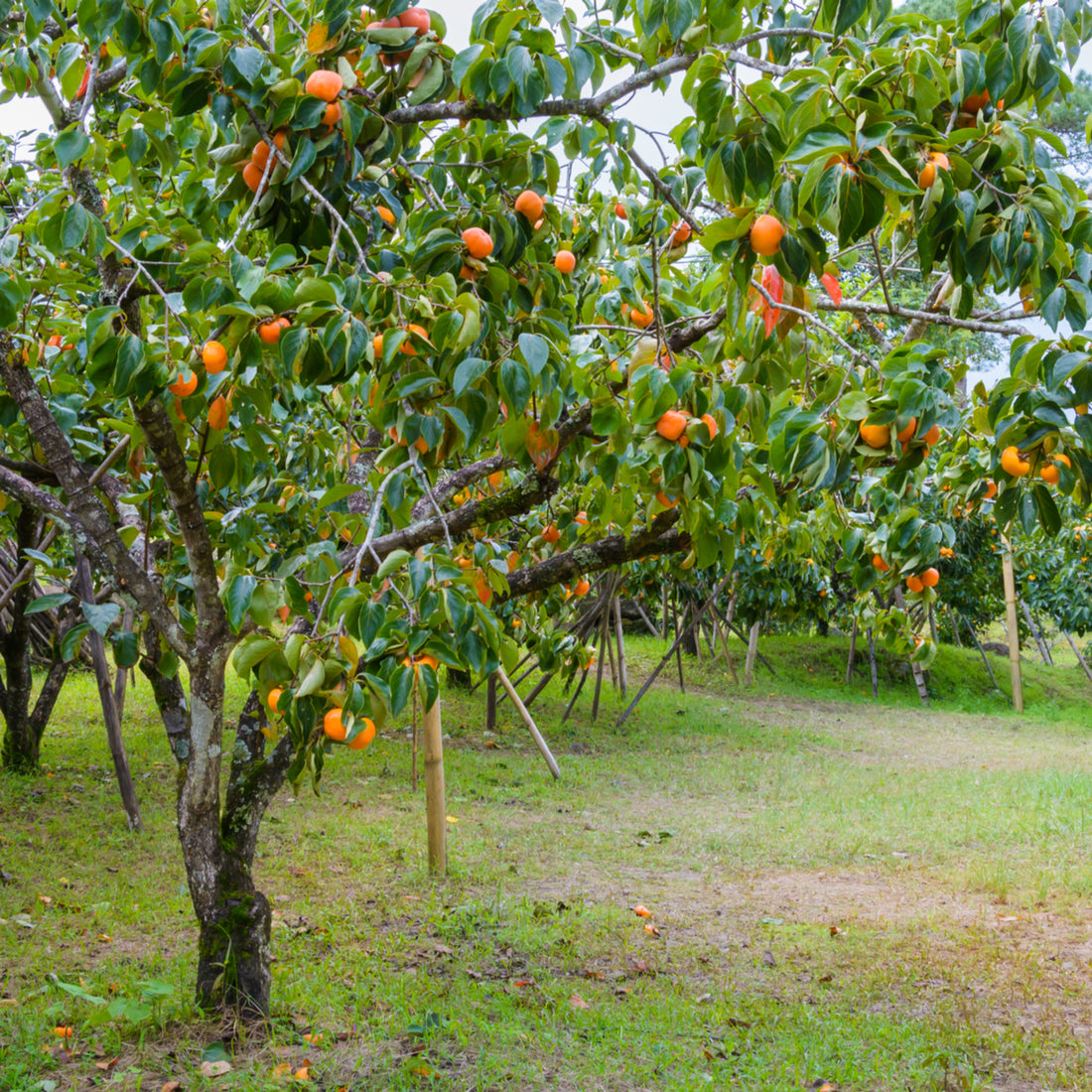 American Persimmon (Diospyros virginiana), photo 2 of 3
