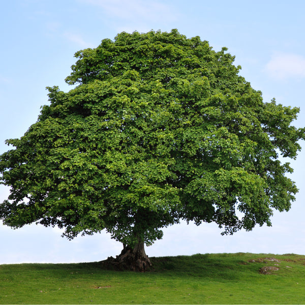 Buy Trees and Shrubs Online -American Sycamore Tree (2-3 Foot) - Northern Ridge Nursery