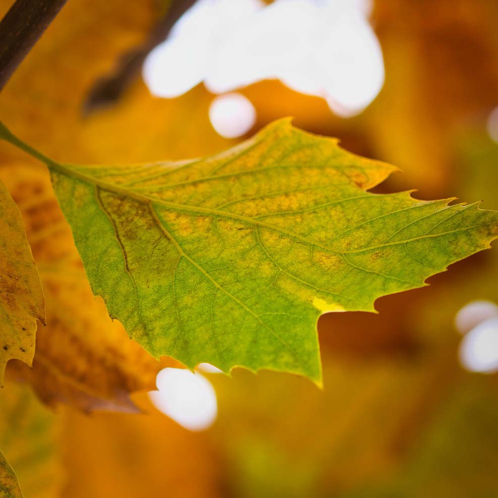 American Sycamore Tree - Northern Ridge Nursery