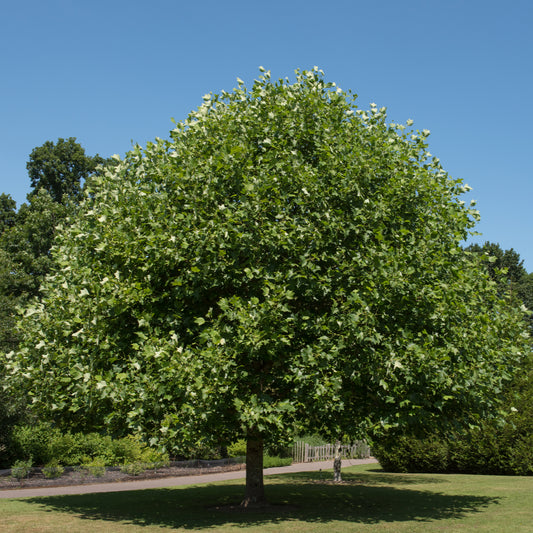 American Tulip Tree - Northern Ridge Nursery