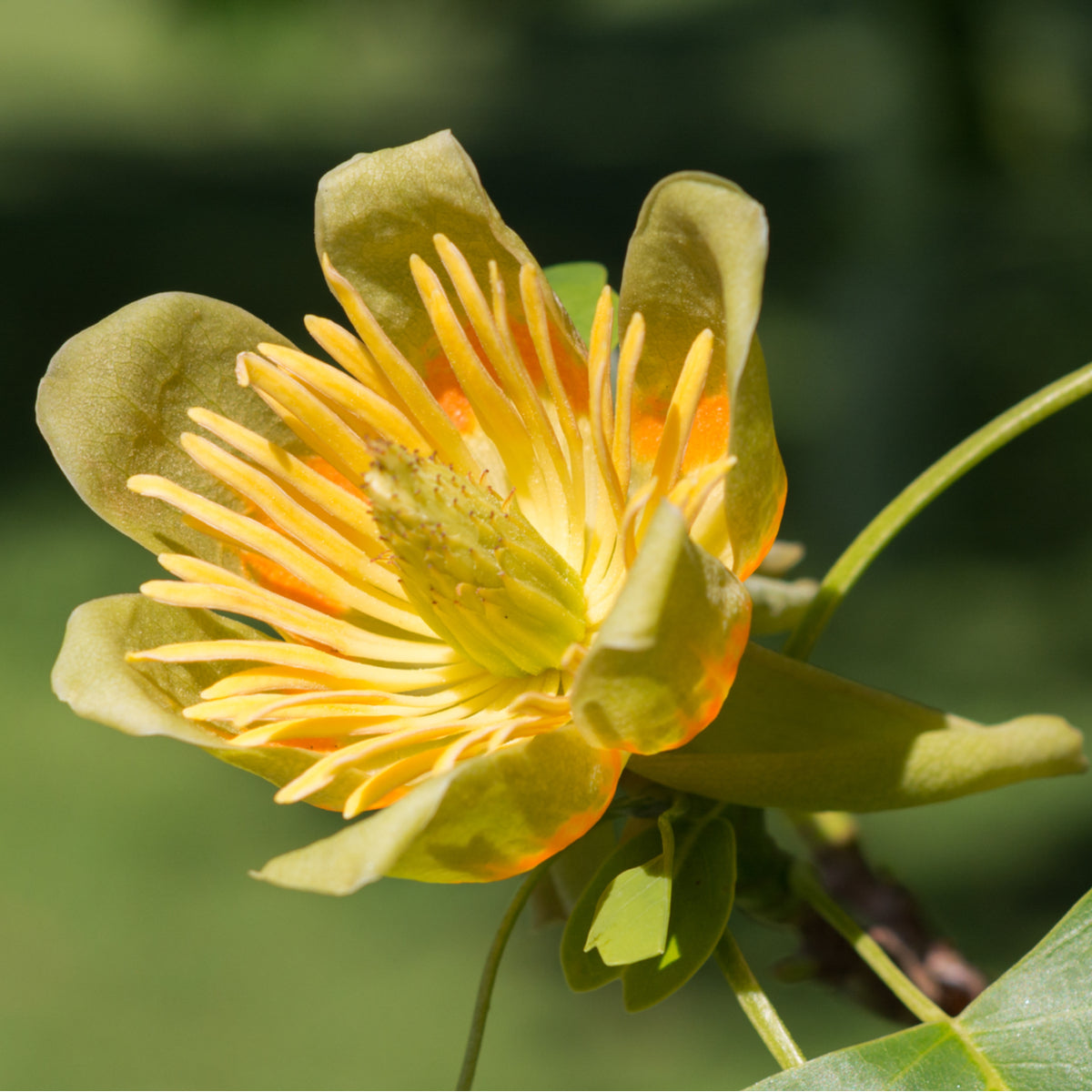American Tulip Tree - Northern Ridge Nursery