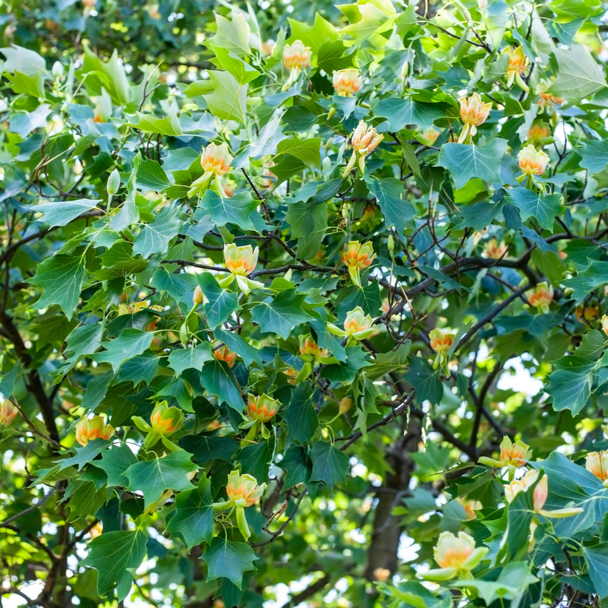 American Tulip Tree - Northern Ridge Nursery