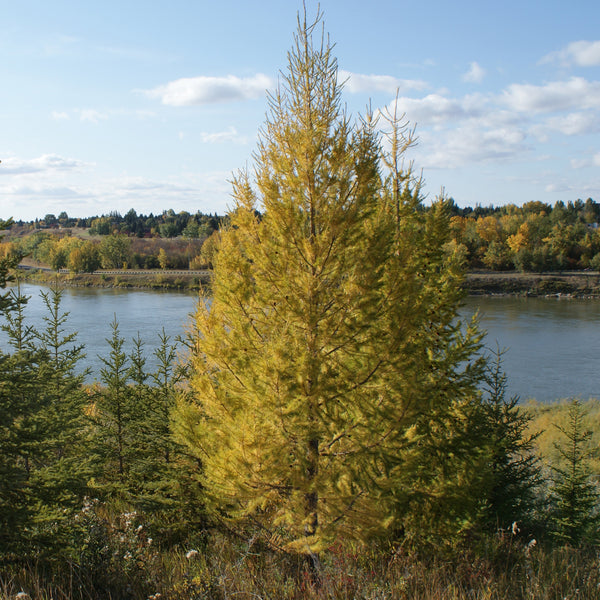 Buy Trees and Shrubs Online -American Larch Tree (18-24 inches) - Northern Ridge Nursery