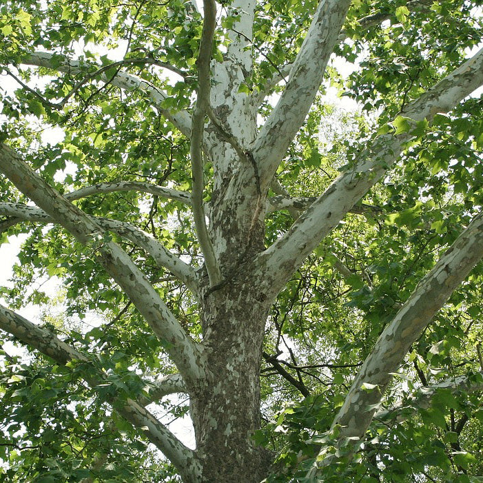 American Sycamore (Platanus occidentalis), photo 3 of 3