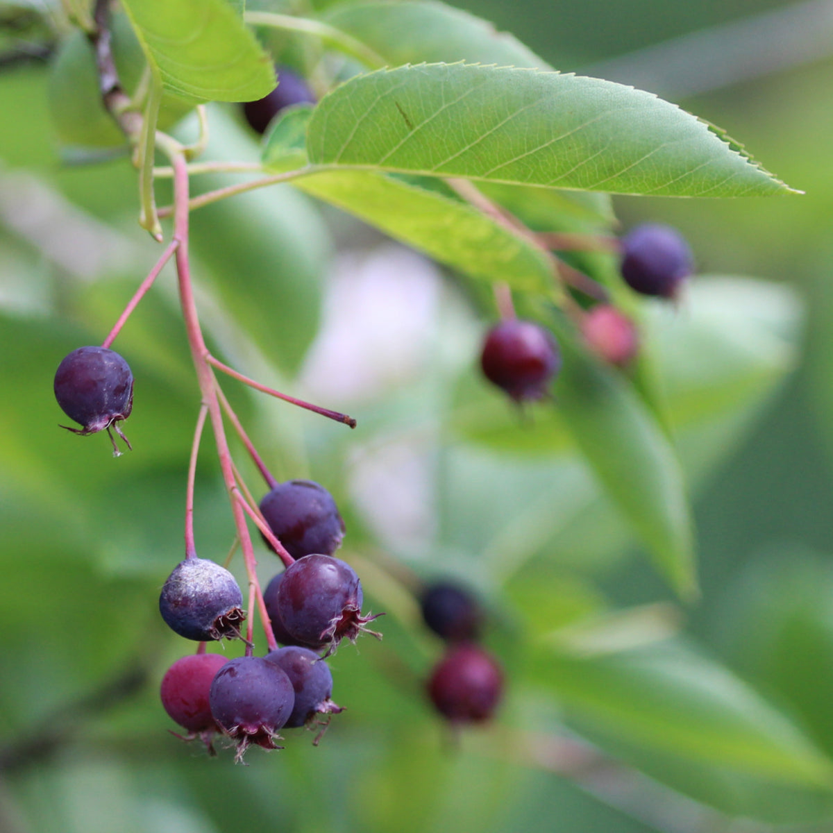 Saskatoon Serviceberry - Bare Root, 1-2 Foot | Amelanchier alnifolia
