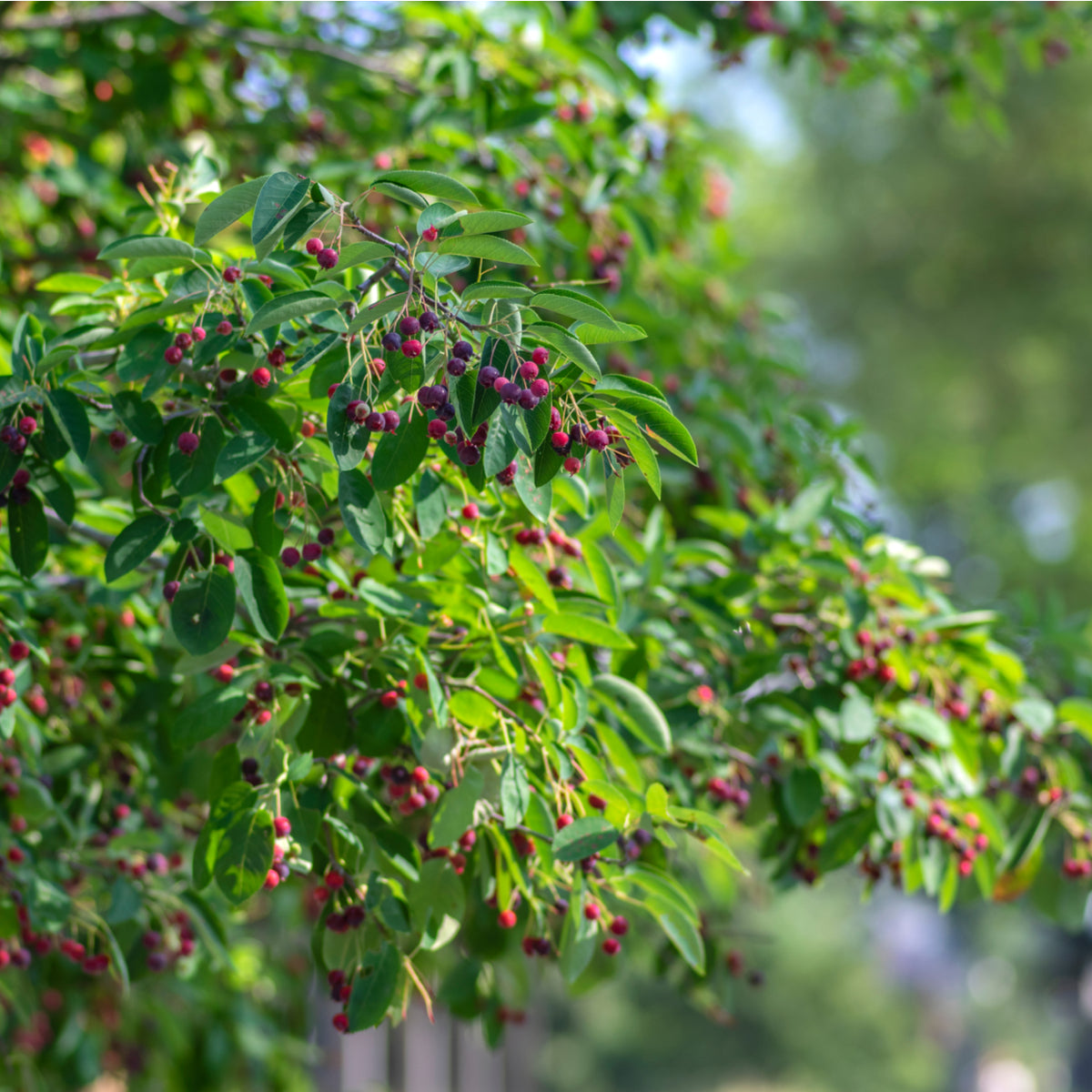 Saskatoon Serviceberry - Bare Root, 1-2 Foot | Amelanchier alnifolia