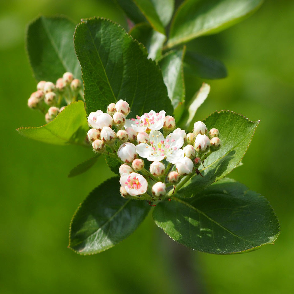 Aronia Bush - Northern Ridge Nursery