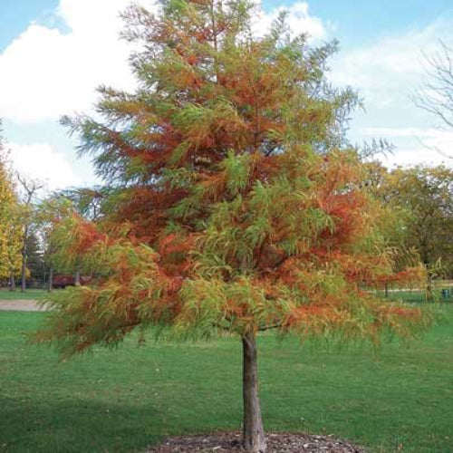 Bald Cypress (Taxodium distichum), photo 1 of 3