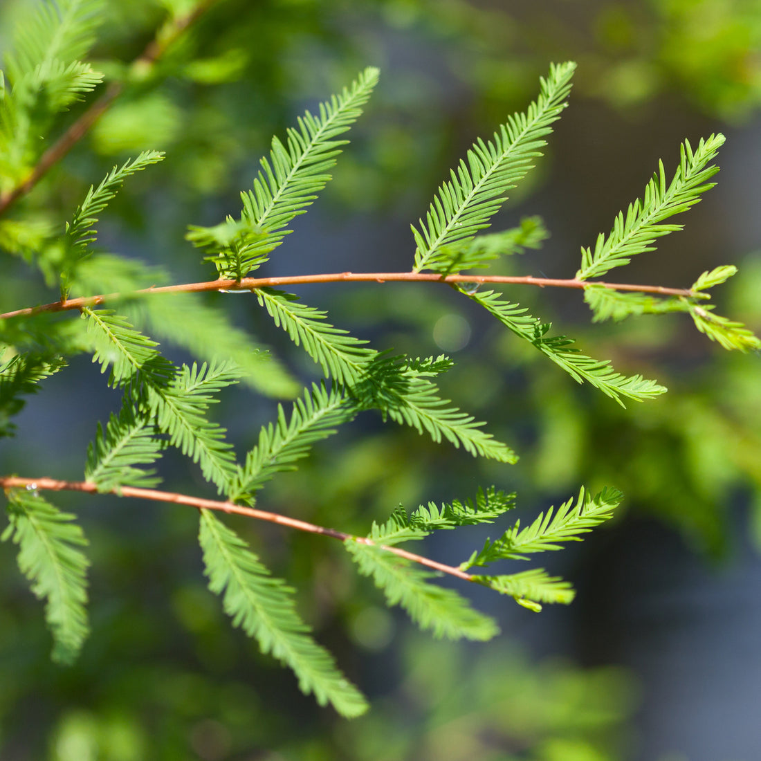 Bald Cypress (Taxodium distichum), photo 3 of 3