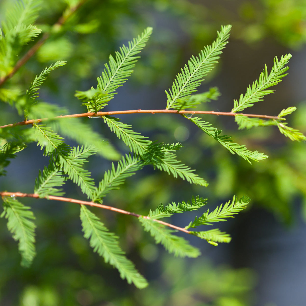 Bald Cypress Tree - Northern Ridge Nursery