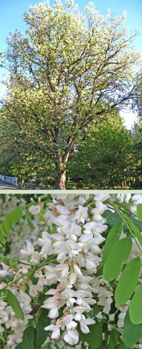 Black Locust Tree - Bare Root, 2-3 ft | Robinia pseudoacacia