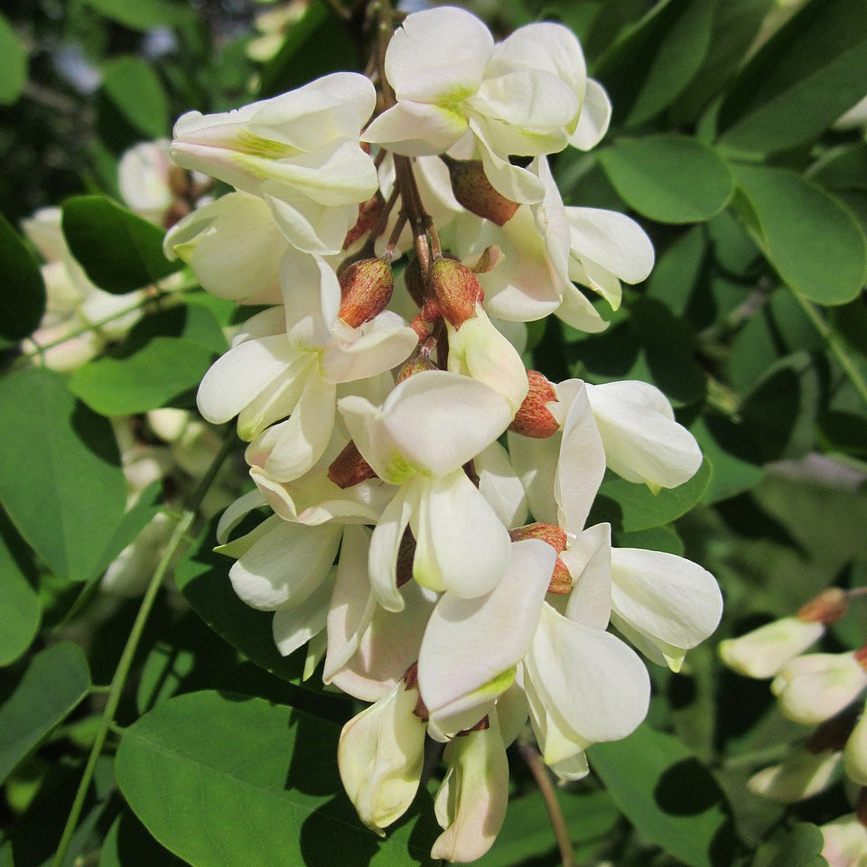 Buy Trees and Shrubs Online -Black Locust Tree (2-3 Foot) - Northern Ridge Nursery