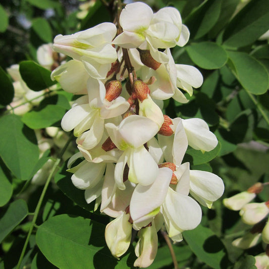 Buy Trees and Shrubs Online -Black Locust Tree (2-3 Foot) - Northern Ridge Nursery