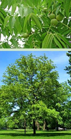 Black Walnut Tree - Bare Root, 2-3 ft | Juglans nigra
