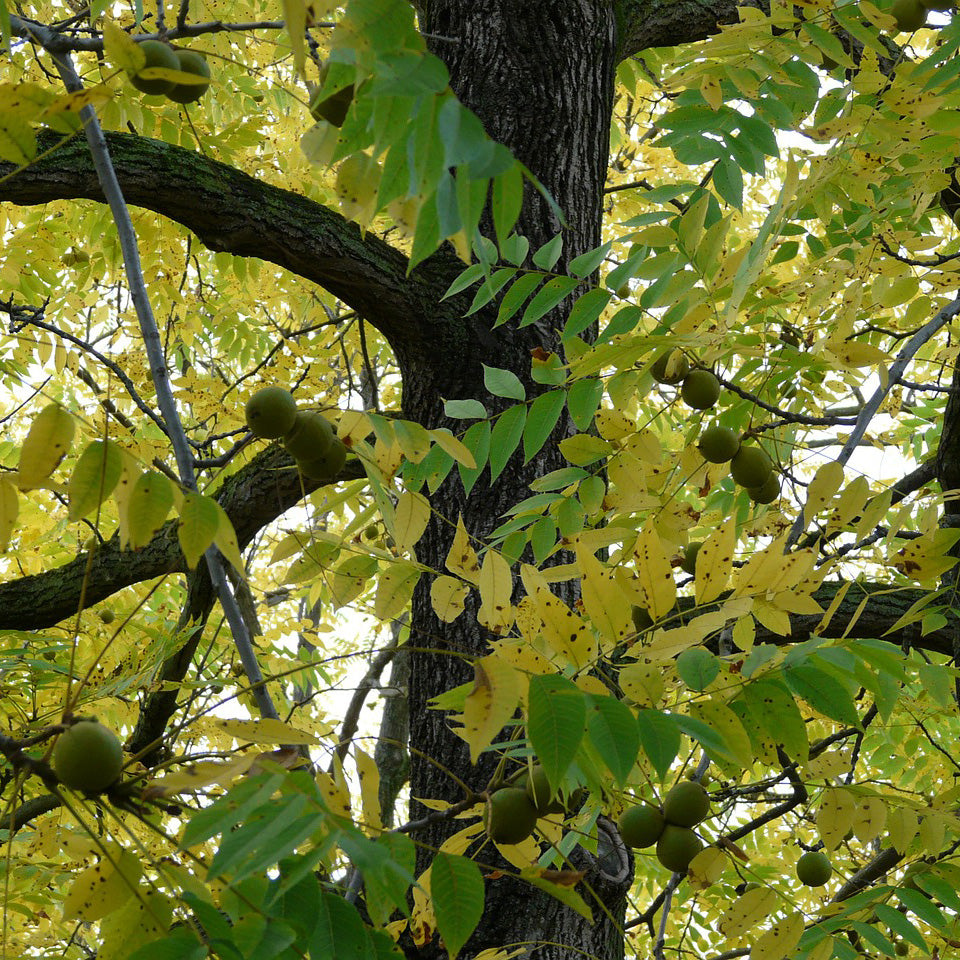 Black Walnut Tree - Northern Ridge Nursery