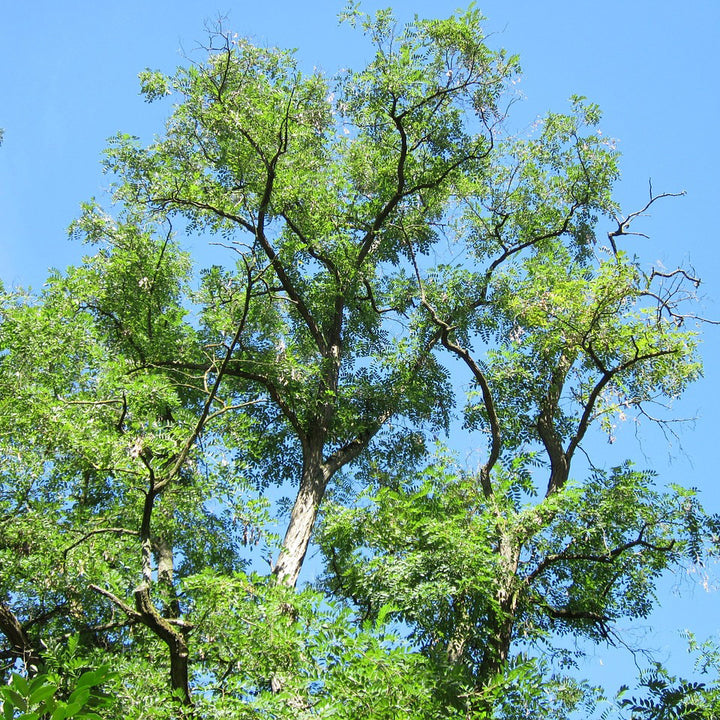 Black Locust Tree - Northern Ridge Nursery