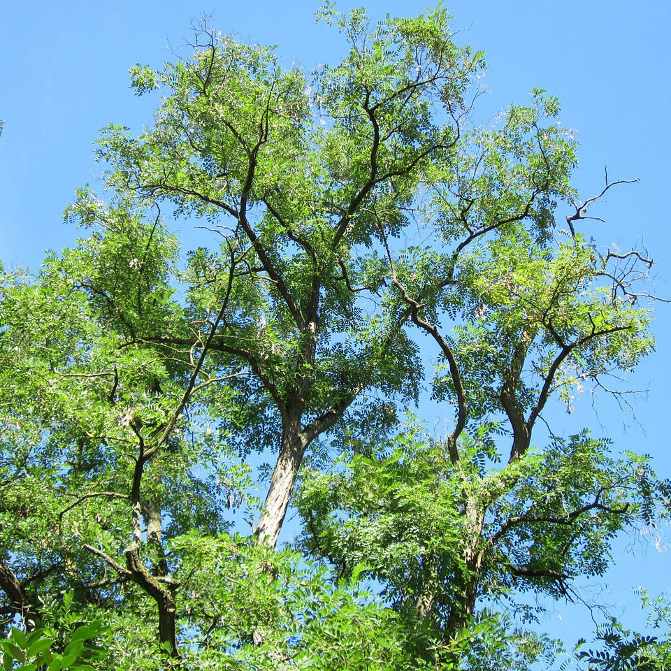 Black Locust (Robinia pseudoacacia), photo 3 of 4