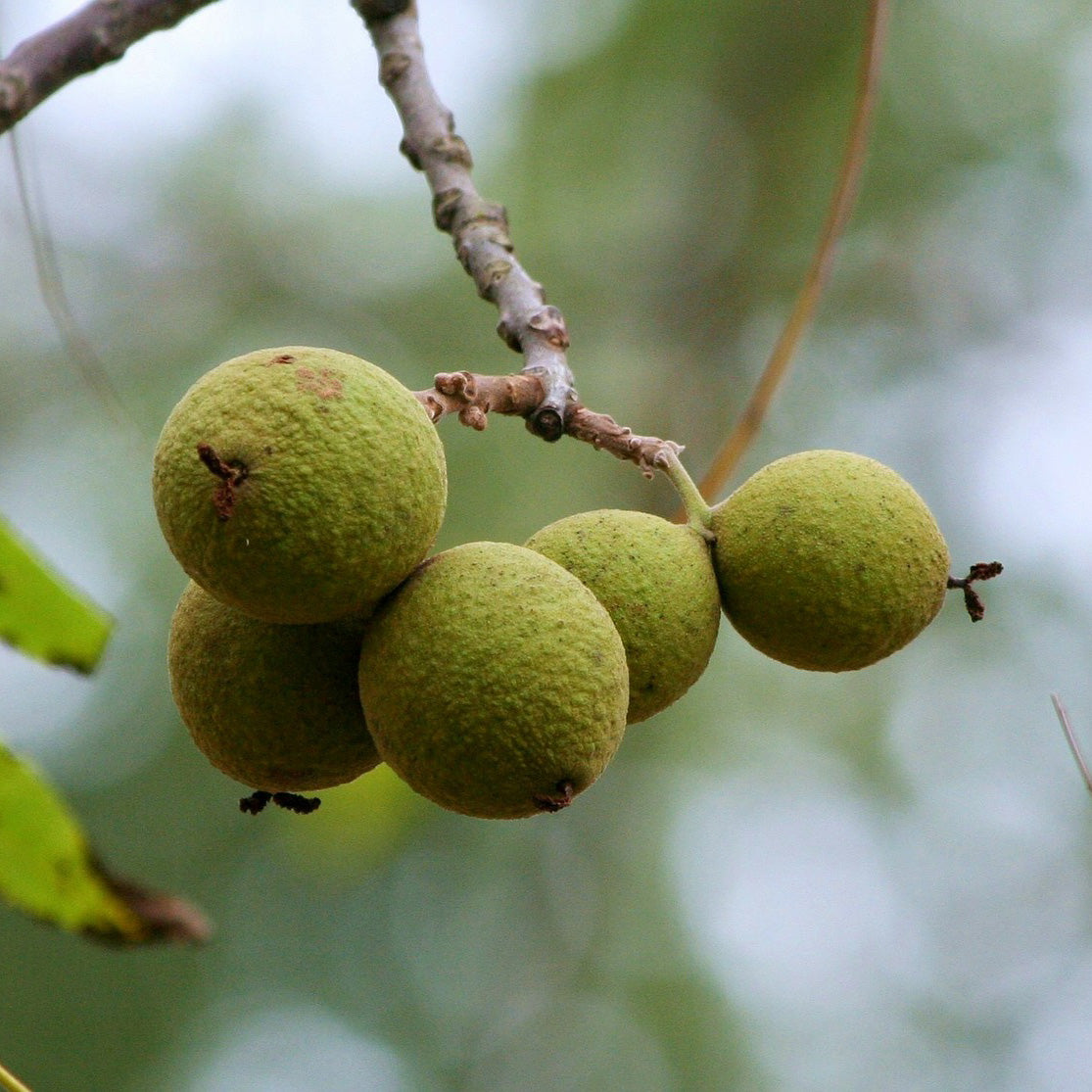 Buy Trees and Shrubs Online -Black Walnut Tree - Northern Ridge Nursery
