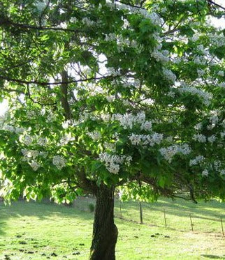 Northern Catalpa Tree - Northern Ridge Nursery