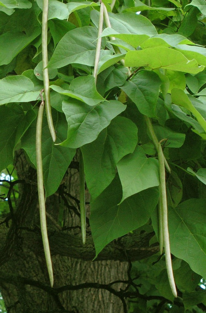 Northern Catalpa Tree - Northern Ridge Nursery