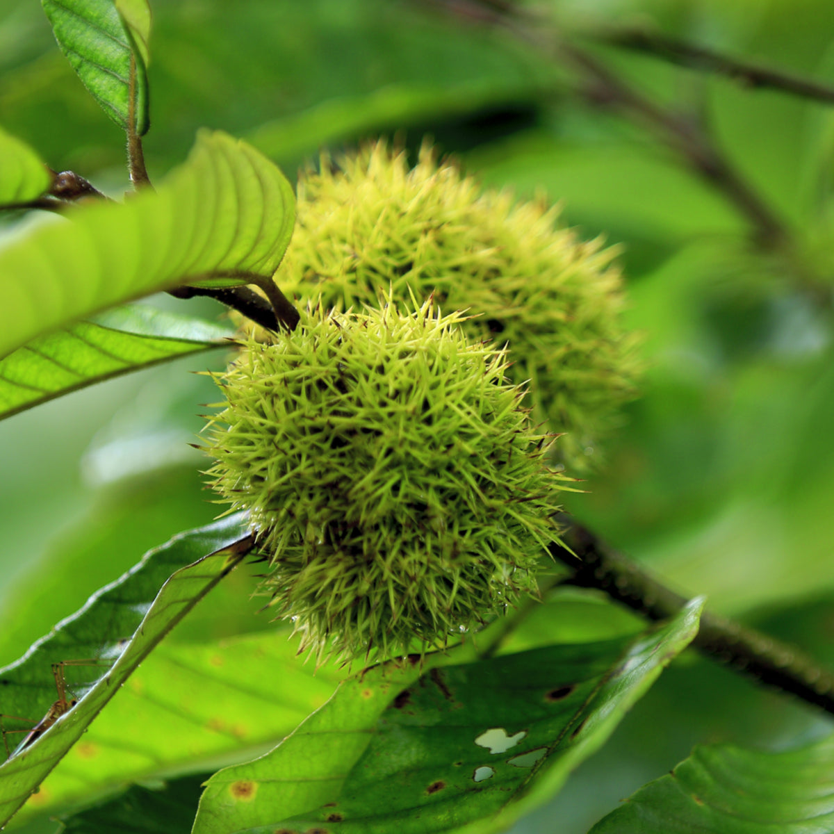 Buy Trees and Shrubs Online -Chinese Chestnut Tree (2-3 Foot) - Northern Ridge Nursery
