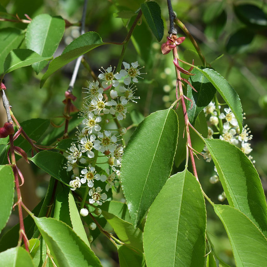 Buy Trees and Shrubs Online Choke Cherry Tree (23 Foot) Northern