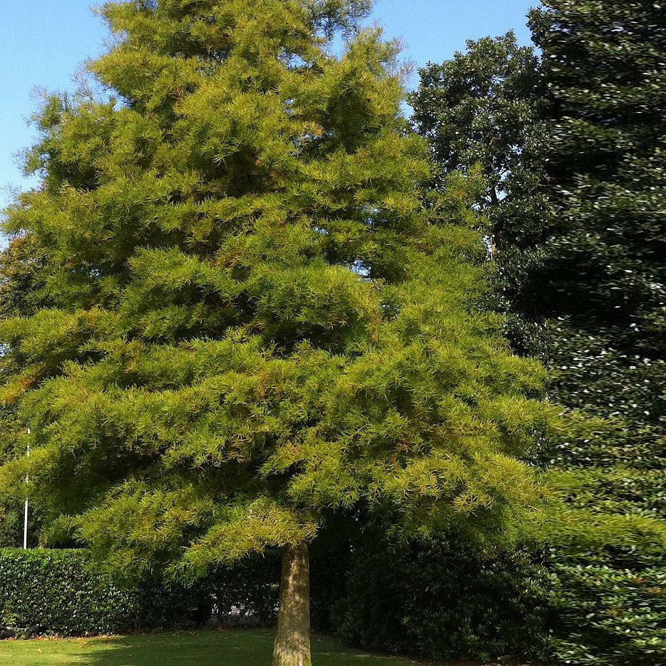 Buy Trees and Shrubs Online -Dawn Redwood Tree - Northern Ridge Nursery