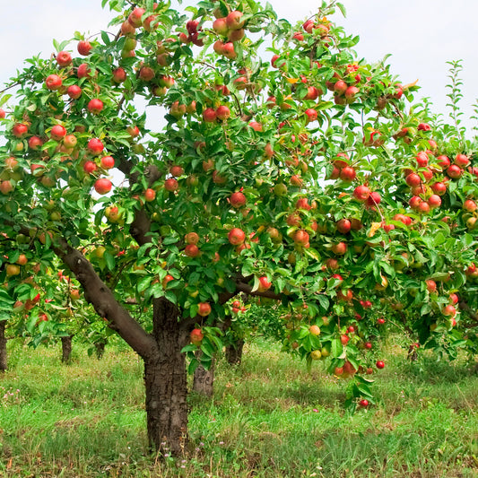 Domestic Apple Tree (2 Pack) - Northern Ridge Nursery