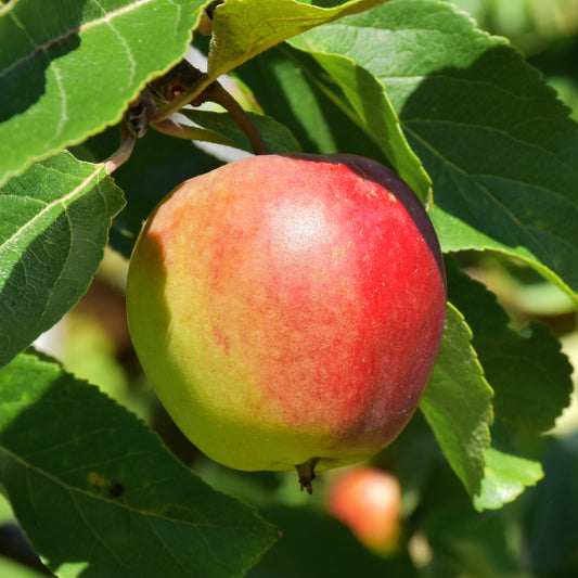 Domestic Apple Tree (2 Pack) - Northern Ridge Nursery