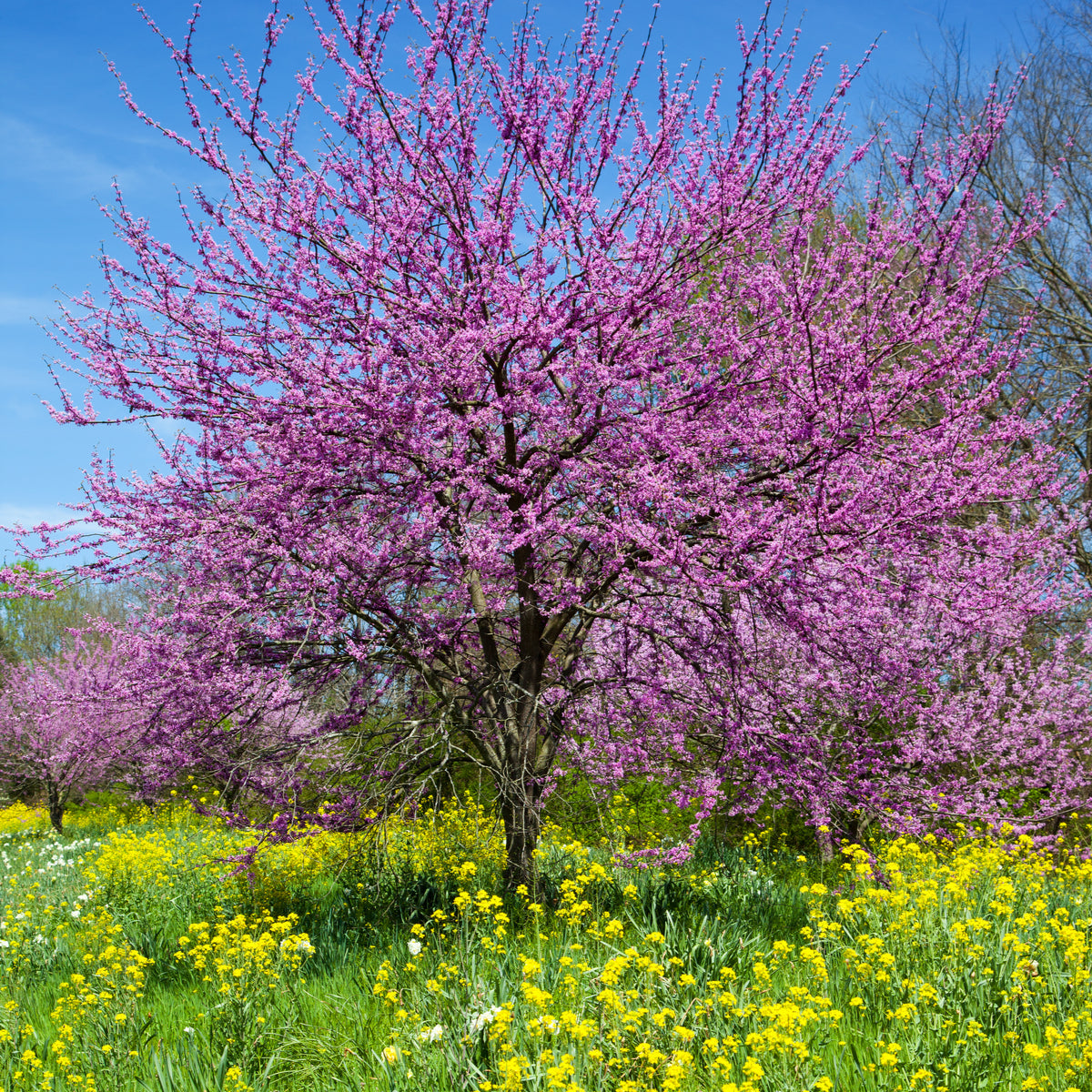 Redbud Tree - Northern Ridge Nursery
