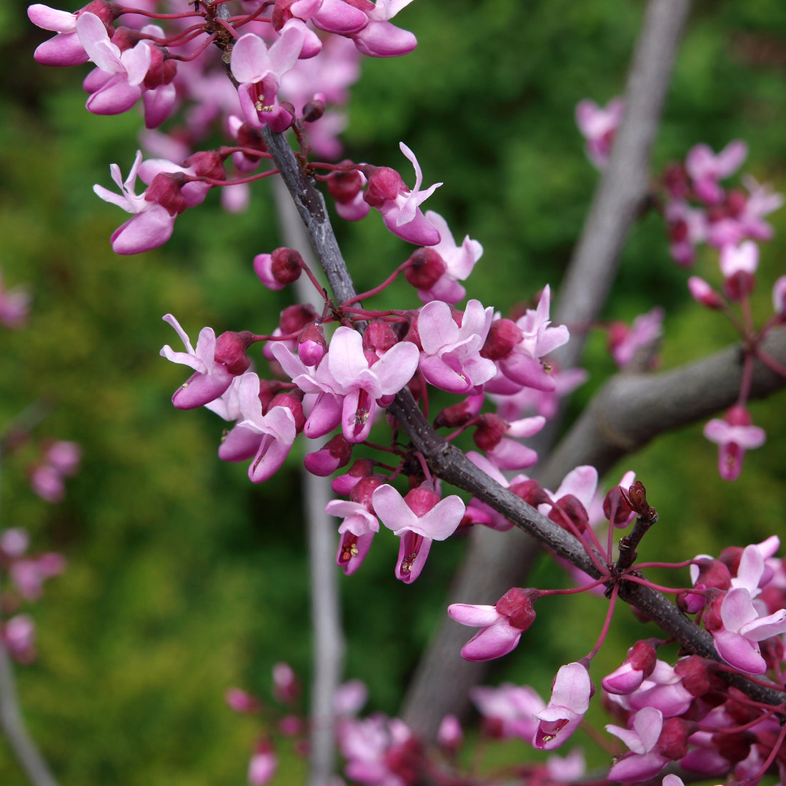 Eastern Redbud (Cercis canadensis), photo 3 of 3