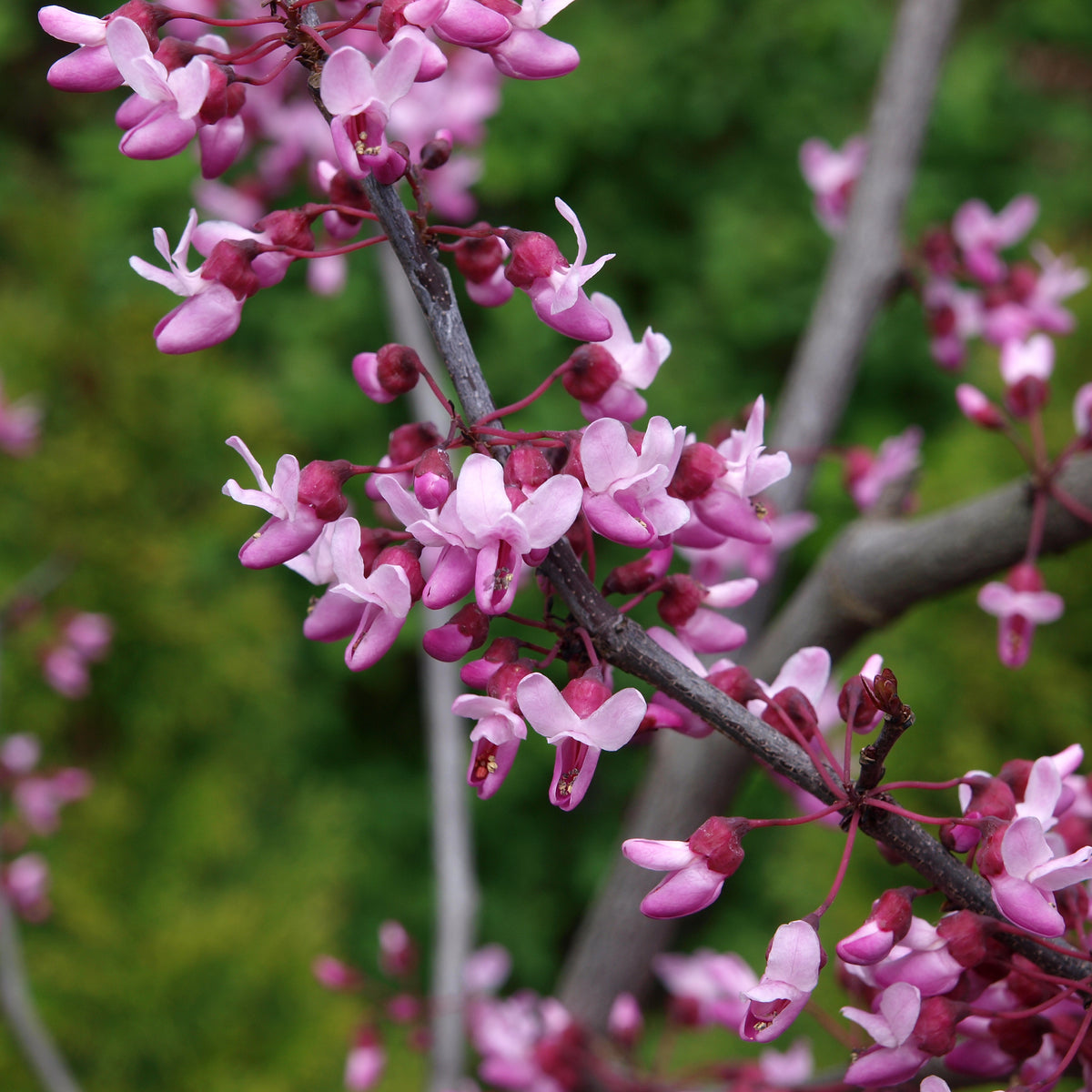 Redbud Tree - Northern Ridge Nursery