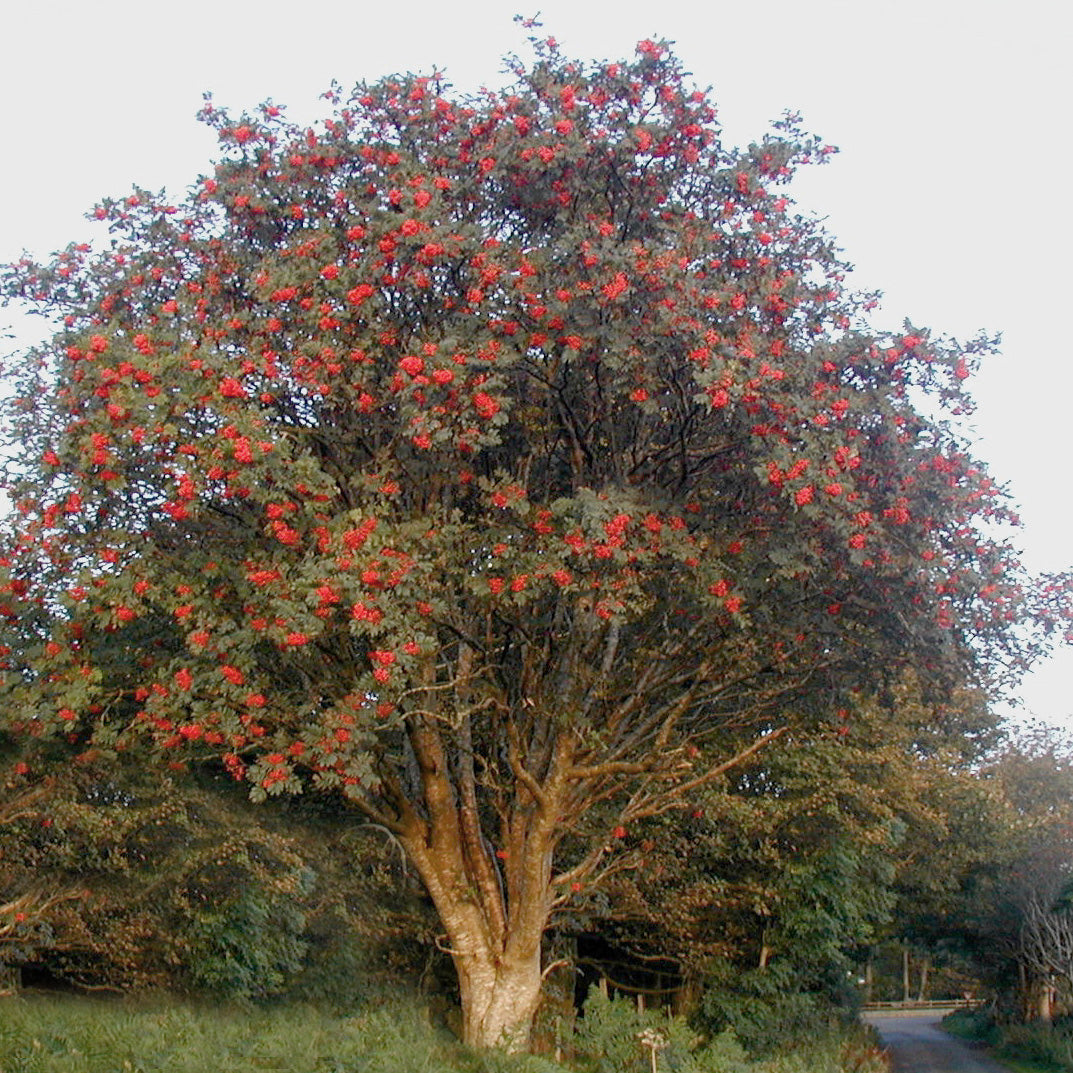 Buy Trees and Shrubs Online -Mountain Ash Tree - Northern Ridge Nursery