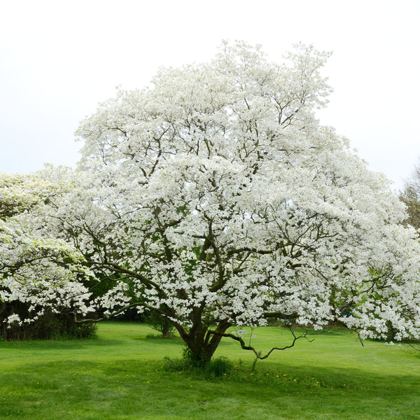 Buy Trees and Shrubs Online -White Flowering Dogwood Tree (2-3 Foot) - Northern Ridge Nursery