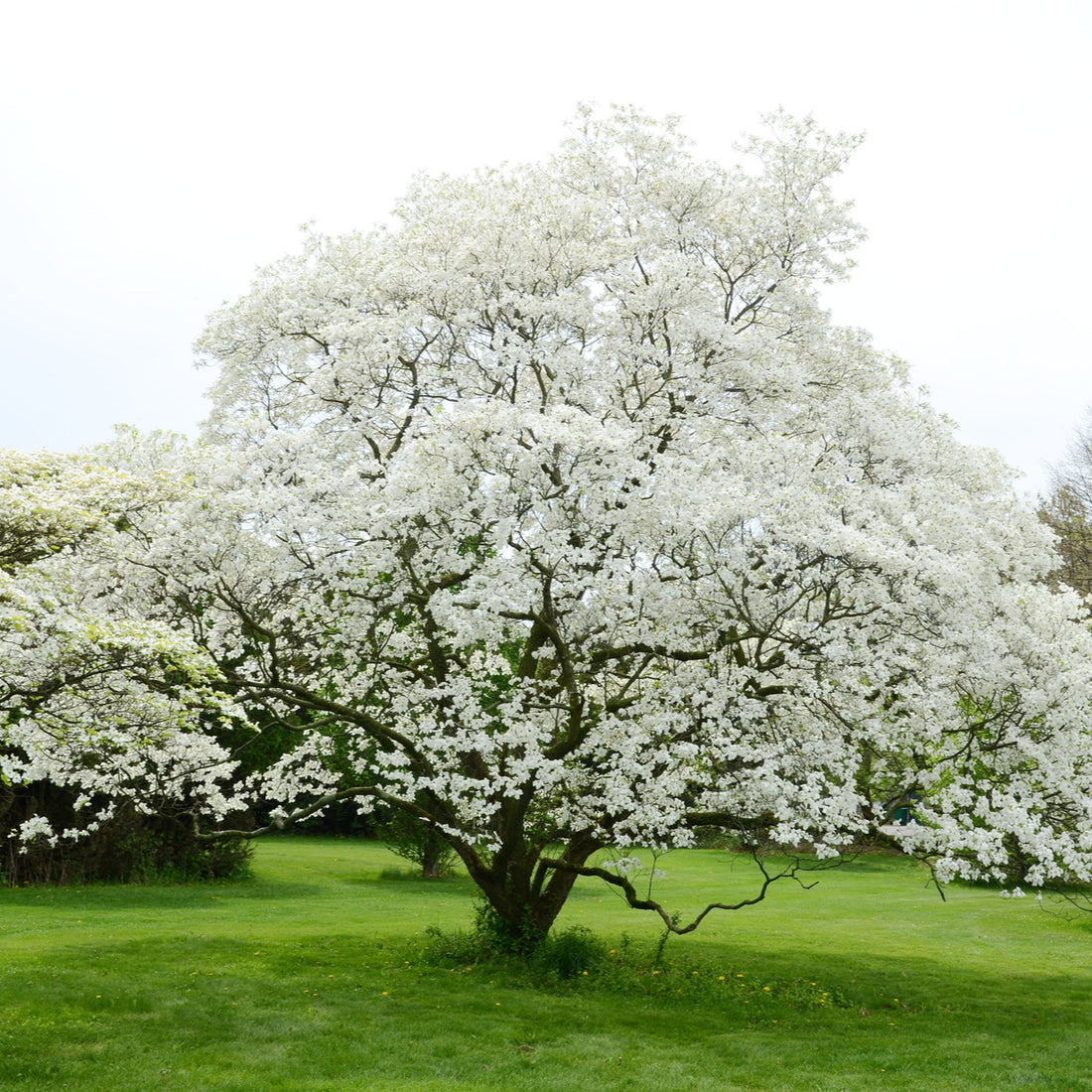 White Flowering Dogwood (Cornus florida), photo 1 of 3