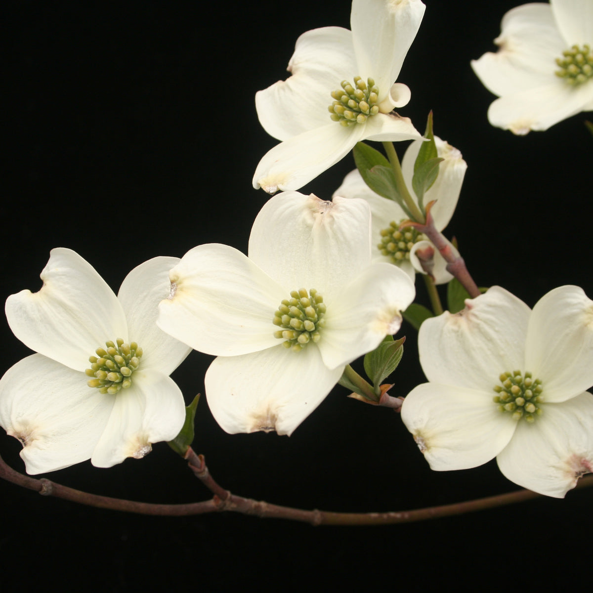 White Flowering Dogwood Tree - Northern Ridge Nursery