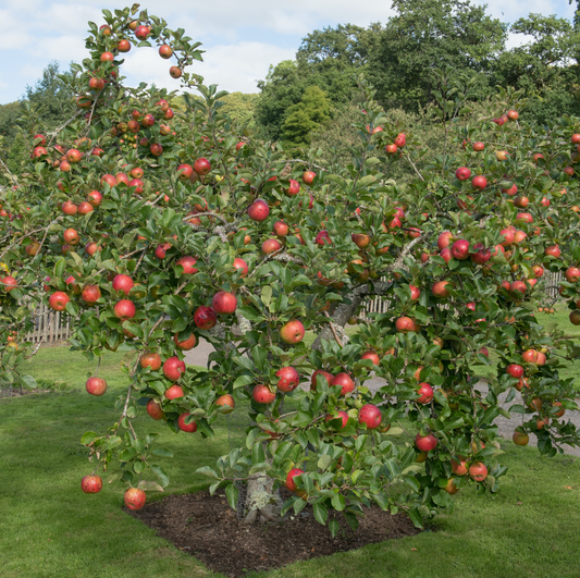 Fuji Apple Tree - Semi-dwarf - Bare Root, Multiple Sizes | Malus domestica 'Fuji'