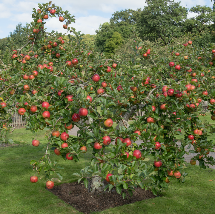 Fuji Apple — Roots to Fruits Nursery