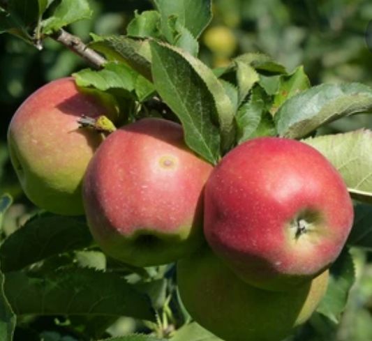 Fuji Apple Tree - Semi-dwarf - Bare Root, Multiple Sizes | Malus domestica 'Fuji'