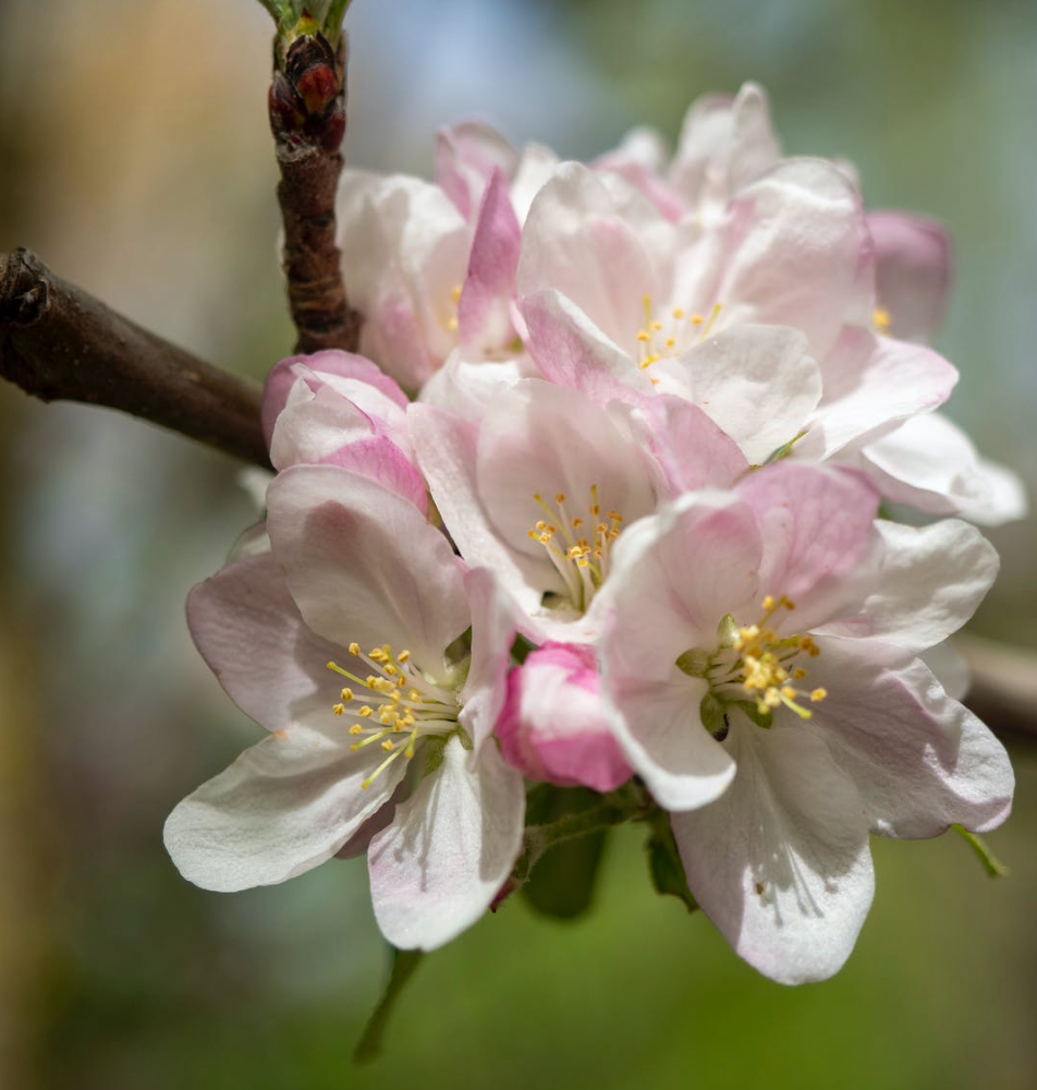 Fuji Apple Tree - Semi-dwarf - Bare Root, Multiple Sizes | Malus domestica 'Fuji'