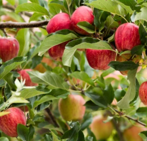 Gala Apple Tree - Semi-dwarf - Bare Root, Multiple Sizes | Malus domestica 'Gala'
