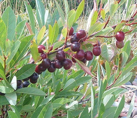 Buy Trees and Shrubs Online -Hansen's Bush Cherry (2-3 Foot) - Northern Ridge Nursery