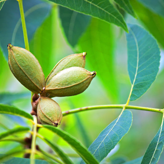 Buy Trees and Shrubs Online -Northern Pecan Tree (2-3 Foot) - Northern Ridge Nursery