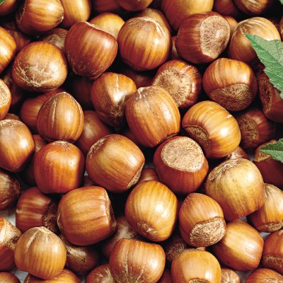 American Hazelnut Tree - 2-3 ft | Corylus americana