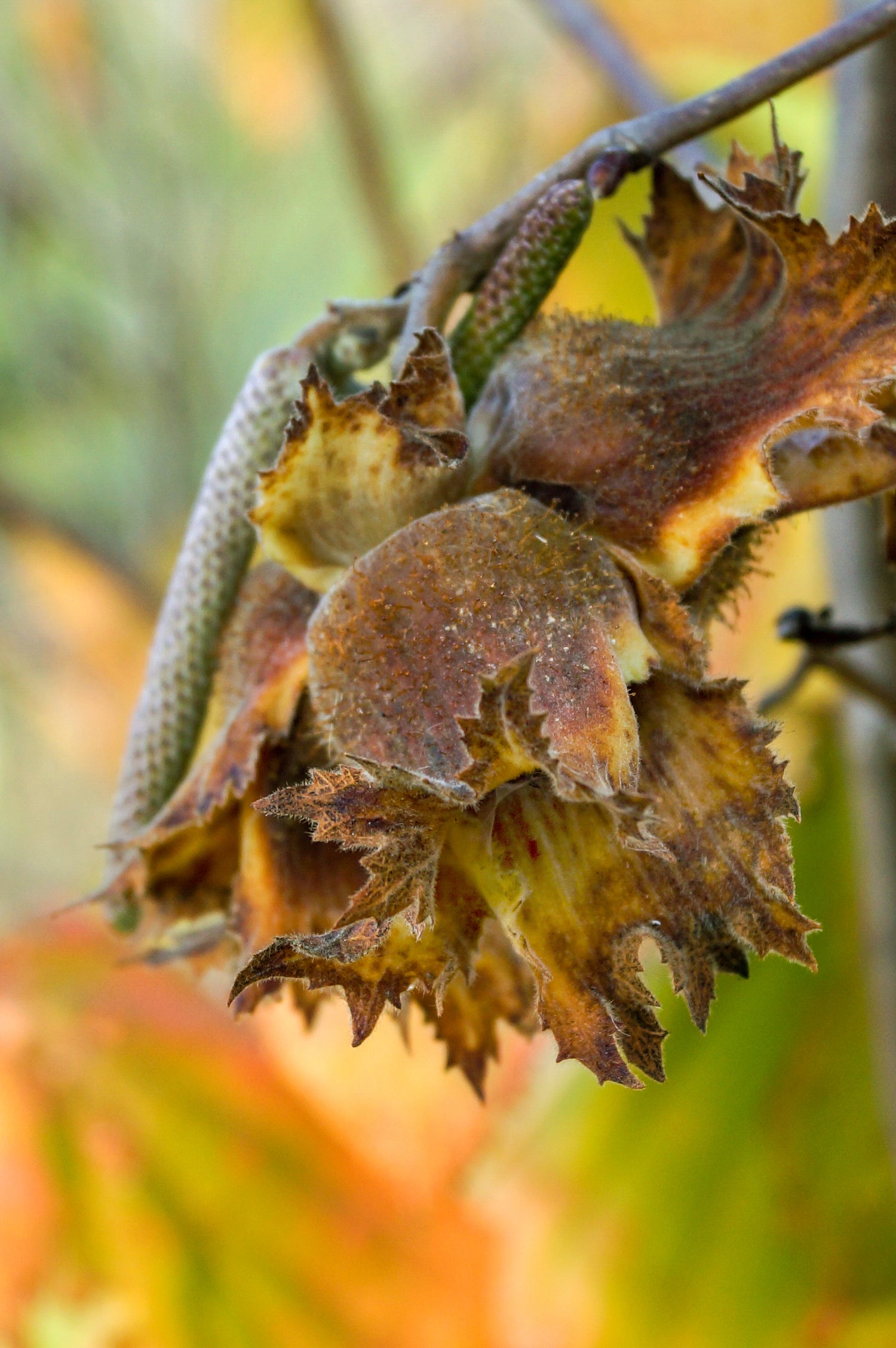 Buy Trees and Shrubs Online -American Hazelnut Tree - Northern Ridge Nursery