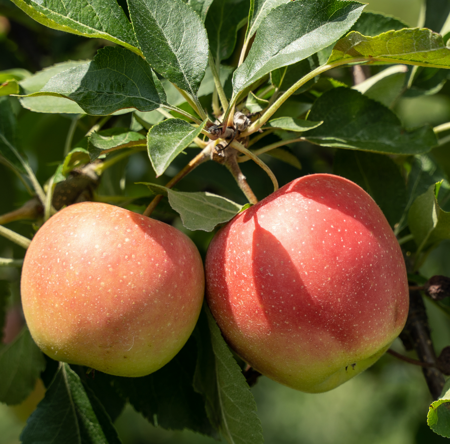 Honeycrisp Apple Tree - Bare Root, Multiple Sizes | Malus domestica 'Honeycrisp'