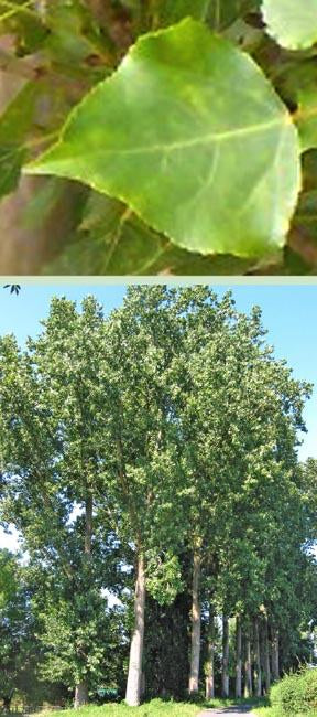 Cottonless Cottonwood Tree - Northern Ridge Nursery